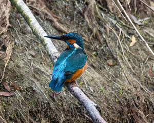 Common kingfisher (Alcedo atthis) Perched on a Branch on the Marne River Banks. Shot in september in the Haute-Ile Park nature reserve, Marne River, France