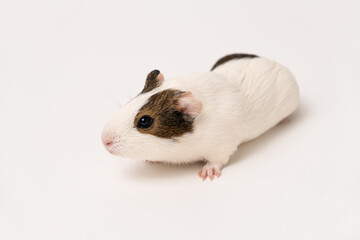 A small guinea pig aged 2 months sits on a white background