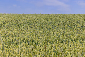 A field with unripe wheat in the summer season