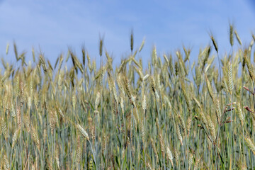 Fototapeta premium A field with unripe wheat in the summer season