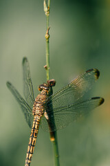 close up of dragonfly