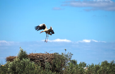 stork in flight above the Nest 