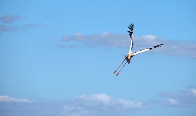 stork  in the sky