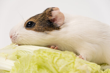 A funny guinea pig and Beijing cabbage on a white background. Vegetables for rodents.