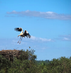 stork in flight above the nest