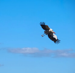 Stork  in the sky