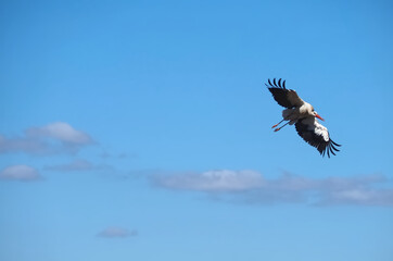 Stork  in flight