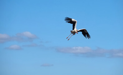 stork in the sky