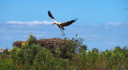 Flying white ciconia stork above its nest