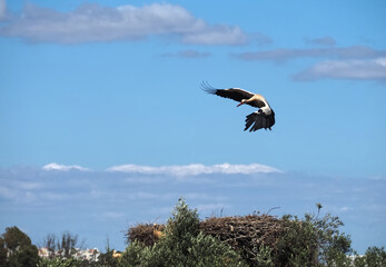 Fototapeta na wymiar Flying white ciconia stork above its nest