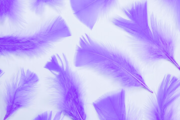 purple feathers on a white background, fashionable, delicate, feminine background. the concept of a party or birthday in purple colors,