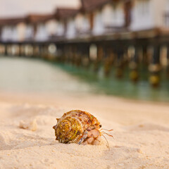 Crab house in a shell