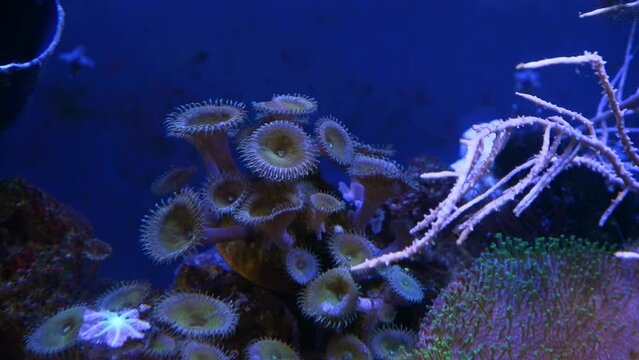 green mouth moon polyp colony and leather coral move in strong current, gorgonian branch in stress, nano reef marine aquarium, popular pet in actinic blue LED low light, demanding species for skilled