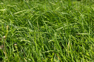 Green repeatedly mown grass in the meadow