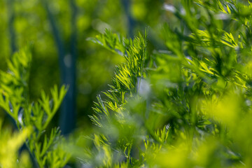 Green carrots while growing in the field