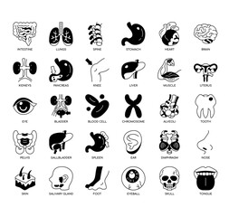 Fototapeta na wymiar Set of Human Organs 1 thin line icons for any web and app project.