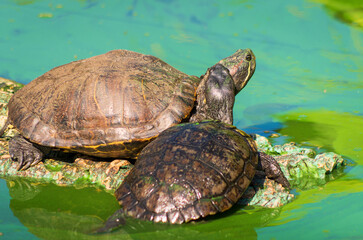 Tortue de Floride(Trachemys scripta elegans) et  Tortue à cou caché d'Afrique(Pelomedusa subrufa)
