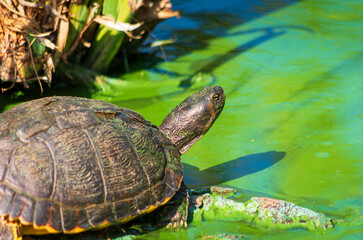 Tortue de Floride(Trachemys scripta elegans)