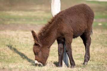 Young small brown donkey on a livestock farm