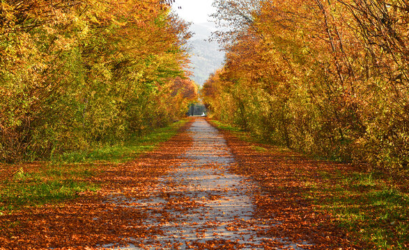 the mountain road covered with autumn leaves
