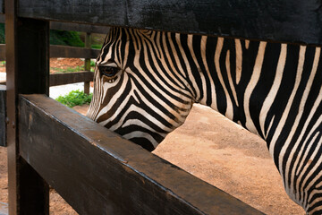 Cebra grevy triste en cautividad