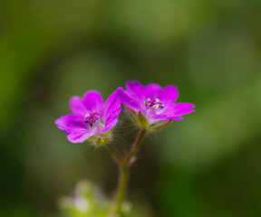 geranium pusillum