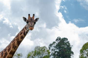 Jirafa africana mira de frente en un primer plano de su largo cuello