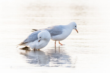 Two Seagulls on the ocean shoreline