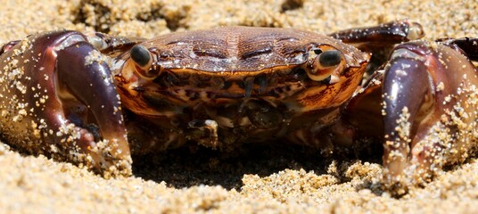 menacing crab with large claws hidden in the sand