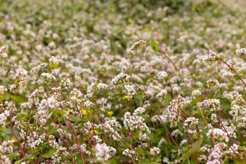 Agricultural field with blooming buckwheat in cloudy weather