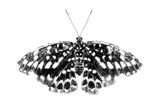 Beautiful black and white butterfly art photograph