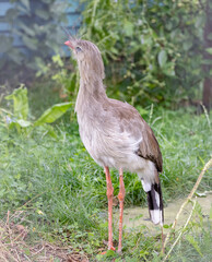 (CARIAMA CRISTATA),The red-bellied seriema is a bird of prey in the seriema family and the only species in the genus Cariama.Here in Odense zoo,Scandinavia,Europe