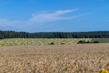 Fields with ripening unripe wheat