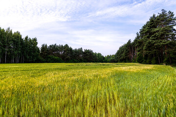 Naklejka premium Agricultural wheat field with unripe wheat