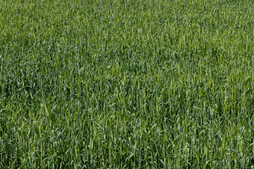 An agricultural field where green cereals grow