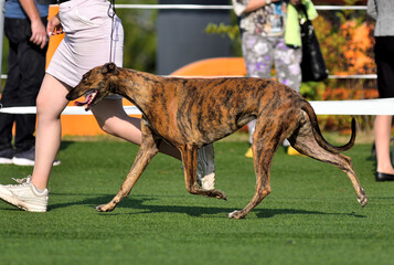 The borzoi dog greyhound on dog show
