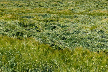 A field with green unripe cereal wheat