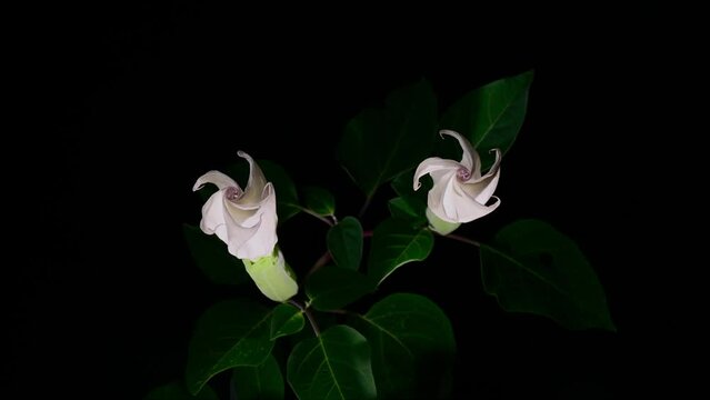 朝鮮アサガオの開花のタイムラプス動画