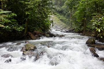 A stream in the middle of the leafy vegetation of the Corcovado national park, Costa Rica