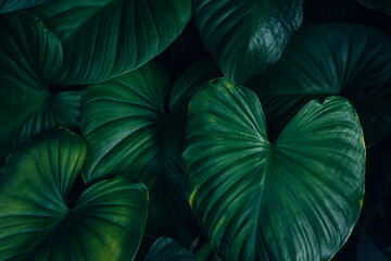 Fototapeta premium closeup nature view of tropical leaves background, dark nature concept
