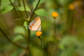 butterfly on a flower
