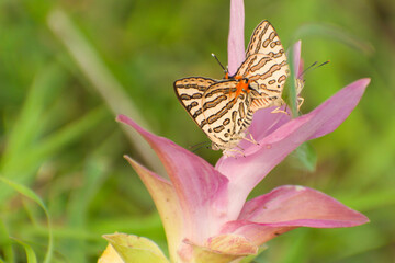 Closeup shot of a lycaenidae  butterfly mating pair on a pink flower. The Common shot silverline, Cigaritis ictis. Slective focus. Mating pair butterflies