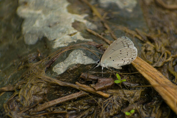 Small white butterfly on the  ground. Butterfly puddle. Celastrina gigas, the silvery hedge blue 