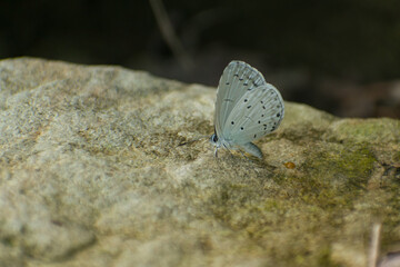 butterfly on the rock
