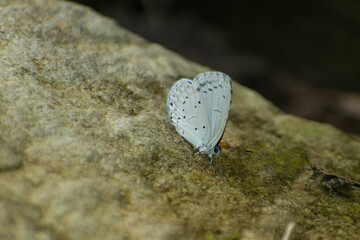 Small white butterfly sitting on the stone. Most beautiful butterfly images. Celastrina gigas, the silvery hedge blue 