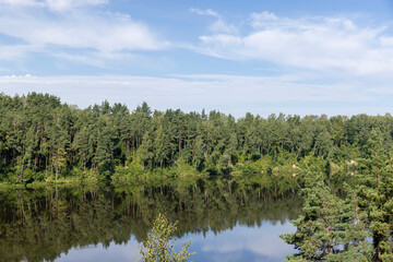 Fototapeta na wymiar Trees in a mixed forest near the river in the summer season