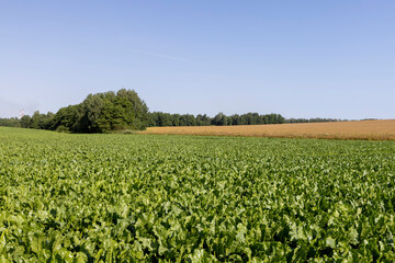 Fototapeta na wymiar Growing beets in an agricultural field