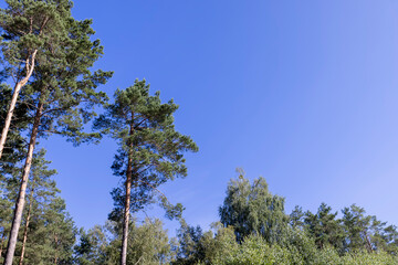 Tall trees in a pine forest illuminated by sunlight