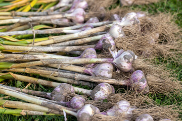 Harvested garlic on the grass while drying in the sun