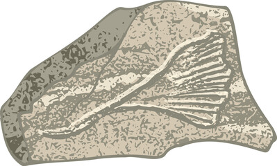 Set of stones seashells and plants Hand drawn ocean shell or conch mollusk scallop Sea underwater animal fossil Nautical and aquarium, marine theme. Vector illustration